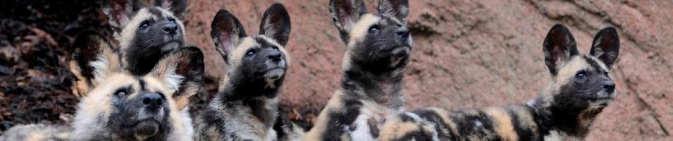wild dogs